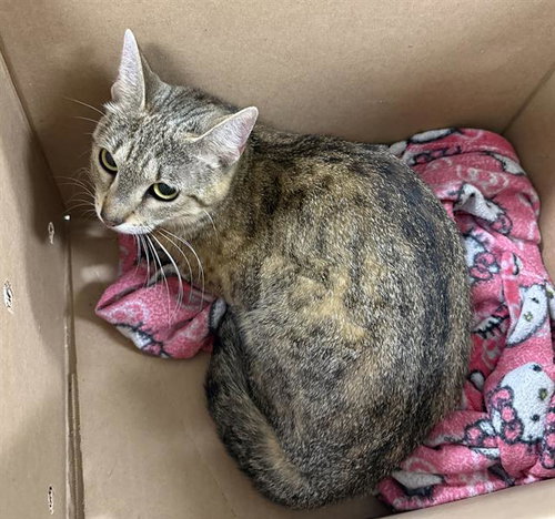 RUE, Young Domestic Short Hair (medium coat), cat for adoption in Nashua, New Hampshire