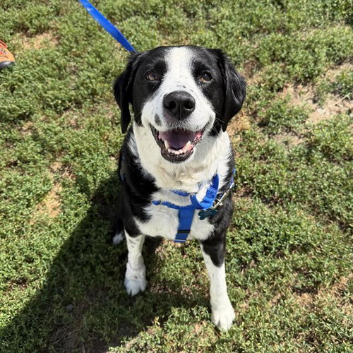 ECHO, an adoptable Border Collie in Boston, MA