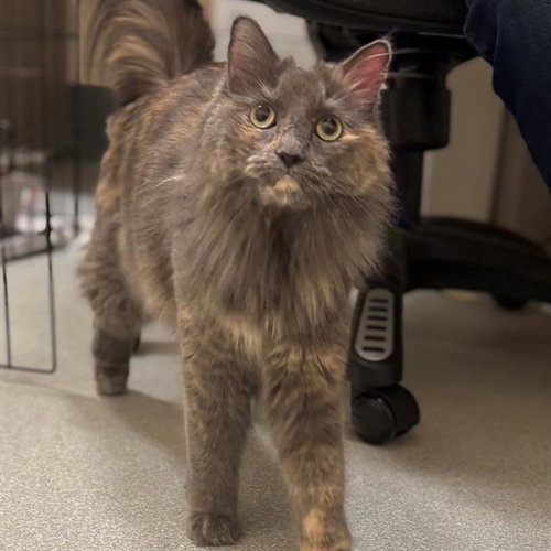 MOOCHIE, an adoptable Domestic Long Hair in Boston, MA