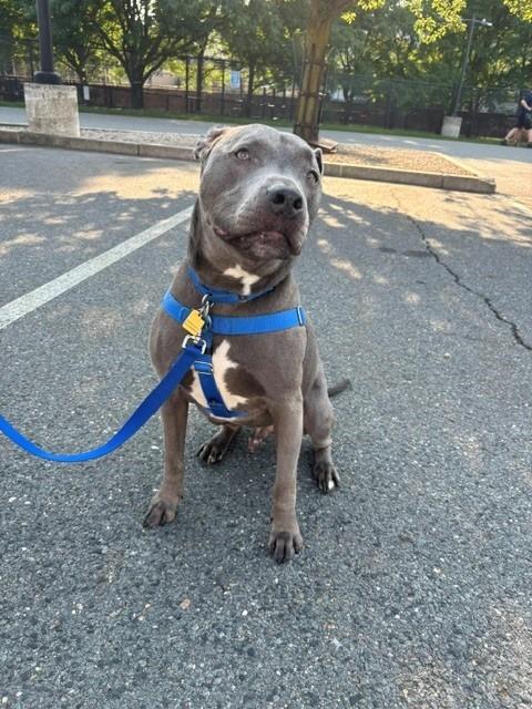 ROMEO, an adoptable Pit Bull Terrier in Boston, MA