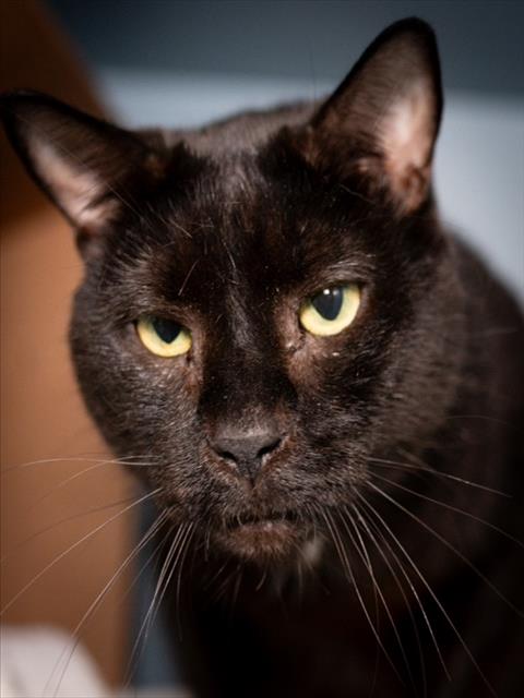 POOKIE, an adoptable Domestic Short Hair in Boston, MA