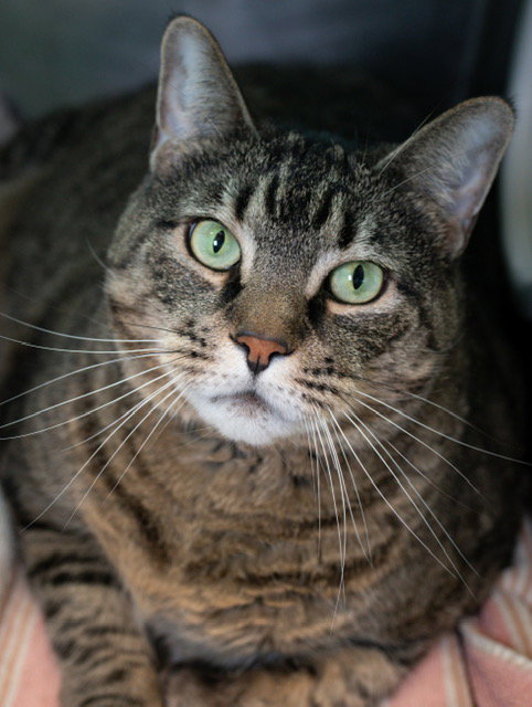 KITTY, an adoptable Domestic Short Hair in Boston, MA