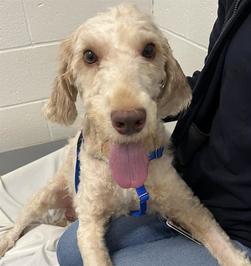 FINN, an adoptable Poodle in Boston, MA