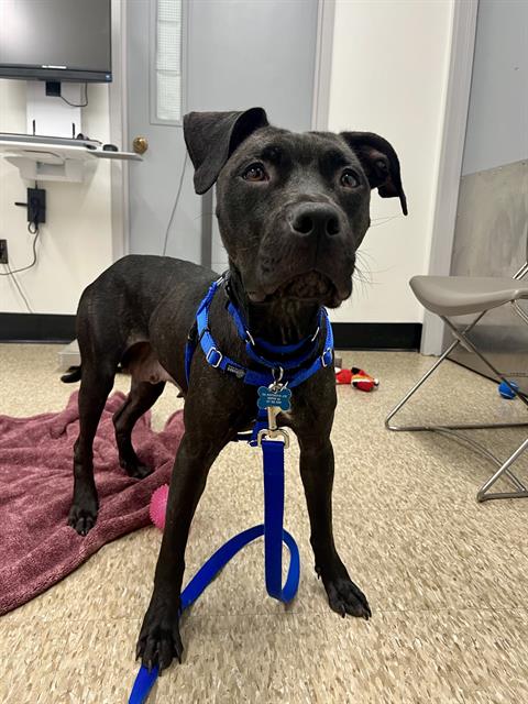 ISLE, an adoptable Pit Bull Terrier in Boston, MA