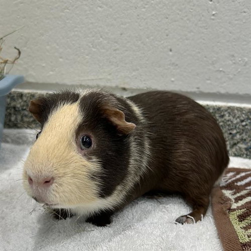 Nibbles