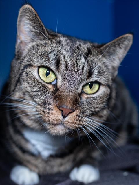LILLY, an adoptable Domestic Short Hair in Boston, MA