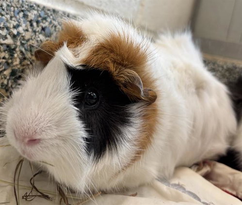 Coco