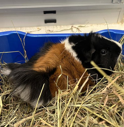 Kiwi