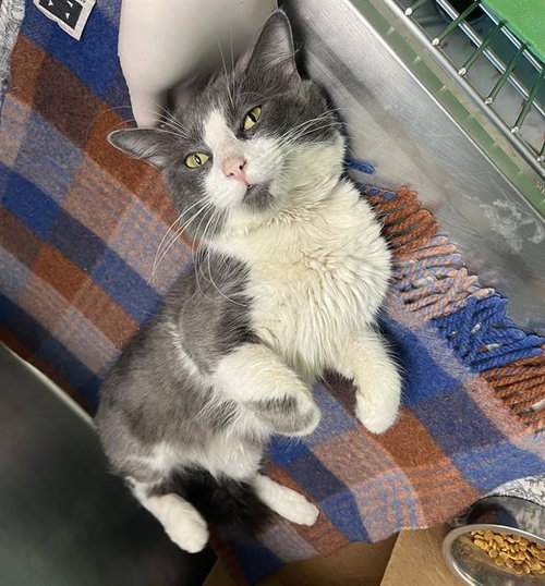 Lilo- Fiv+