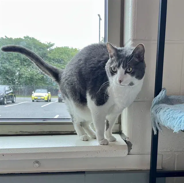 Chewy - Domestic Medium Hair
