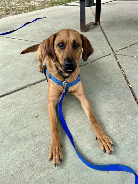 Hank - Redbone Coonhound