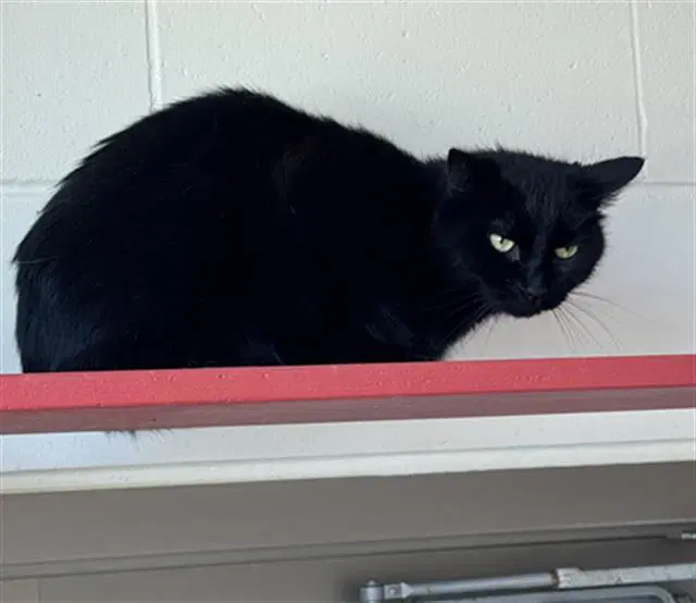 Shadow - Domestic Short Hair
