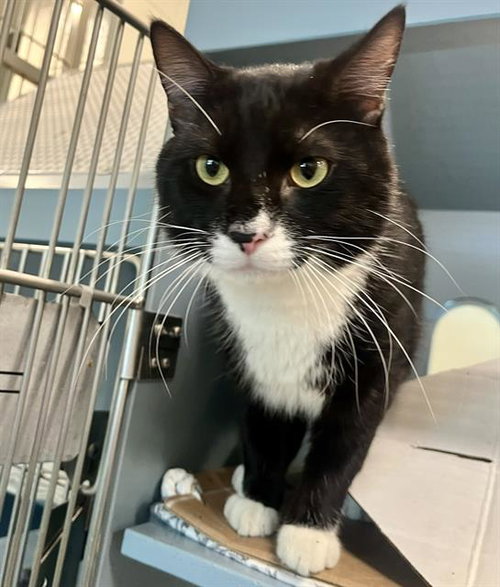 picture of the cat needing adoption