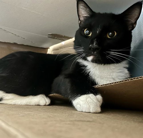 picture of the cat needing adoption