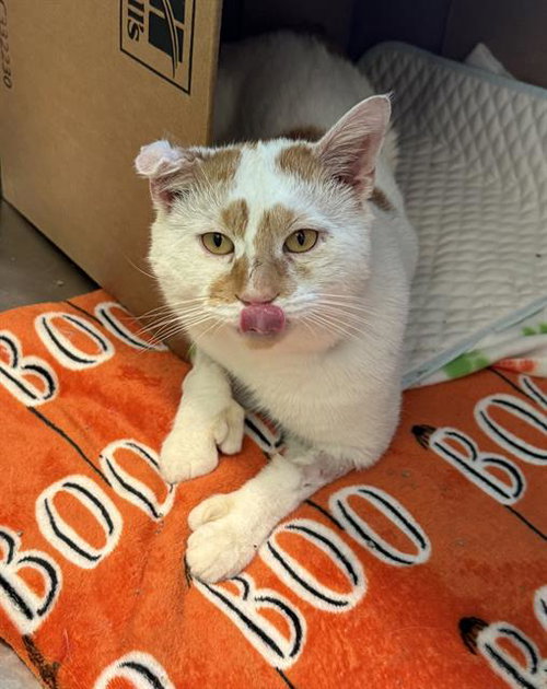 picture of the cat needing adoption