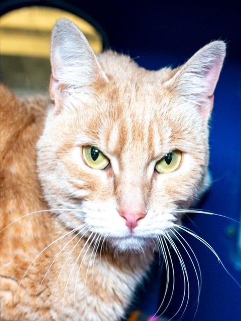 picture of the cat needing adoption
