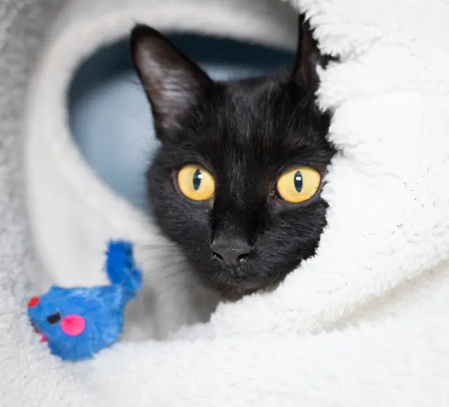 Princess - Domestic Medium Hair