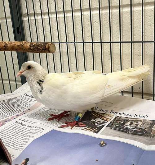 SCRUB A DOVE, a poultry for adoption from MSPCA - Boston Animal Care and Adoption Center