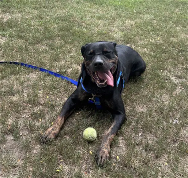 Midnight - Rottweiler