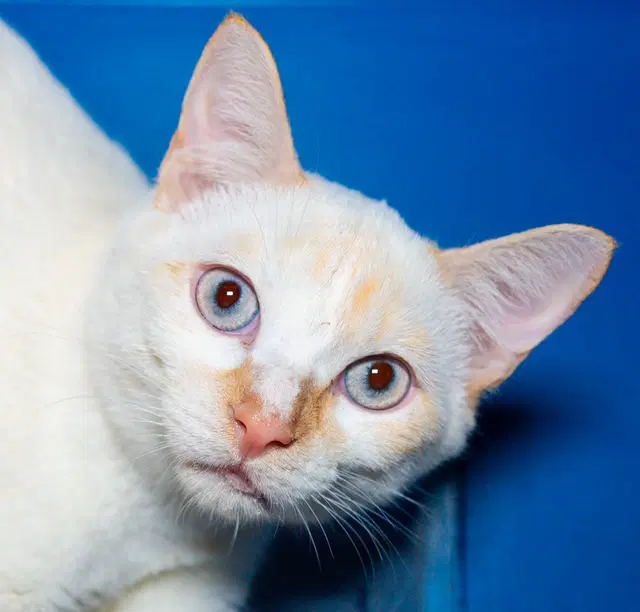 Campfire - Domestic Short Hair