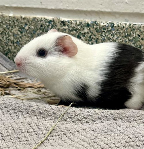 BEAN BURRITO, a guinea pig for adoption from MSPCA - Boston Animal Care and Adoption Center