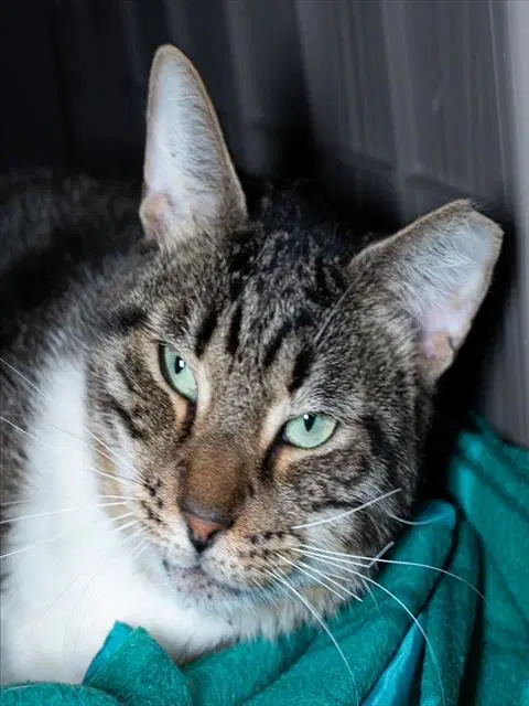 Mr Basement- Fiv  Felv - Domestic Short Hair