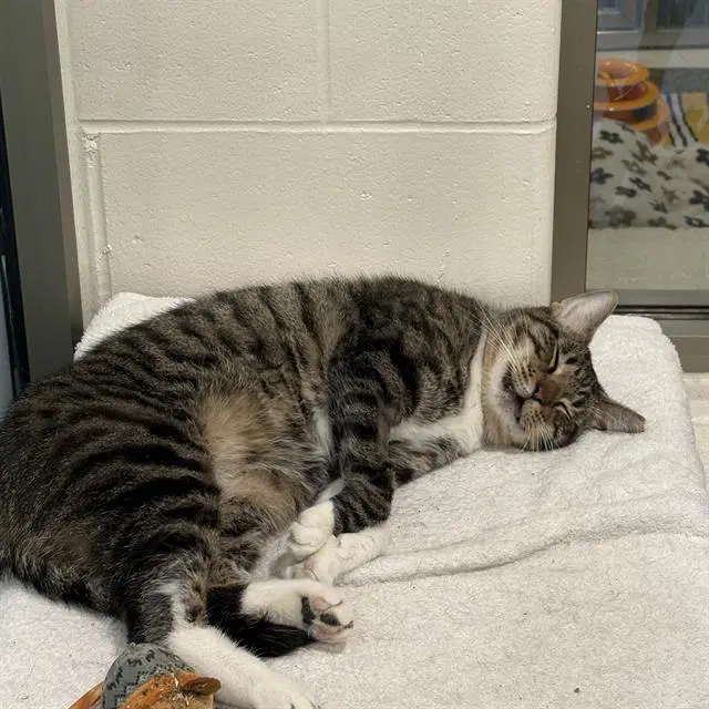 Mr Basement- Fiv  Felv - Domestic Short Hair