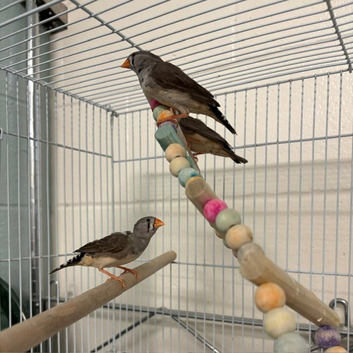 ATHENA, a finch for adoption from MSPCA - Boston Animal Care and Adoption Center