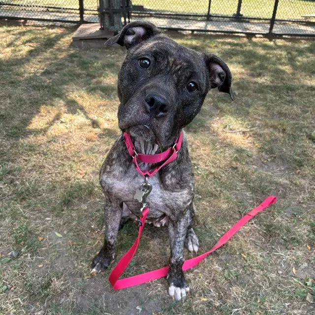 Squid - Pit Bull Terrier