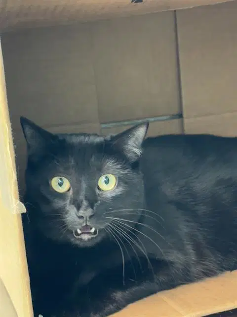 Cynthia - Domestic Short Hair