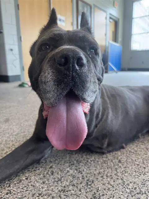 Cali - Cane Corso Mastiff