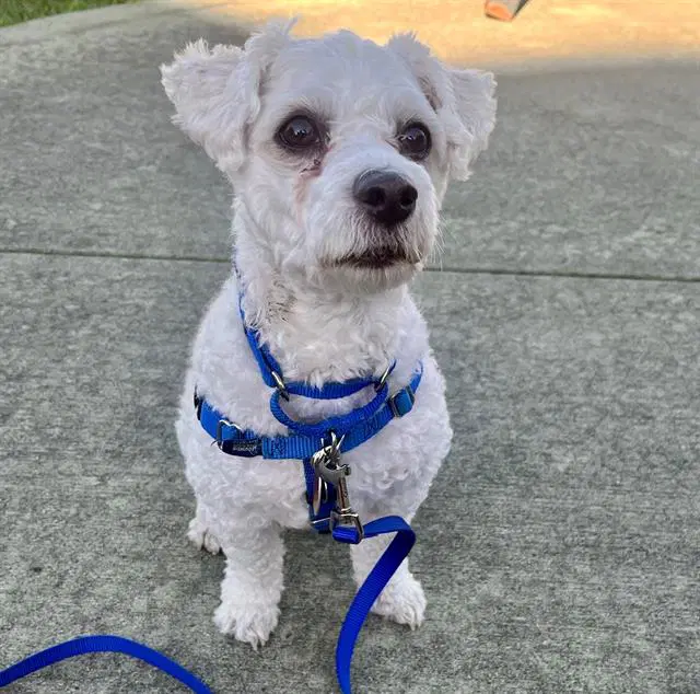 Hunter - Maltese