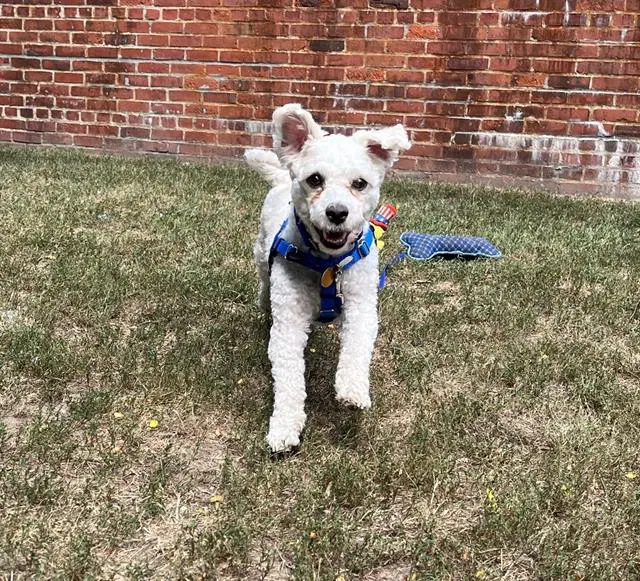 Hunter - Maltese