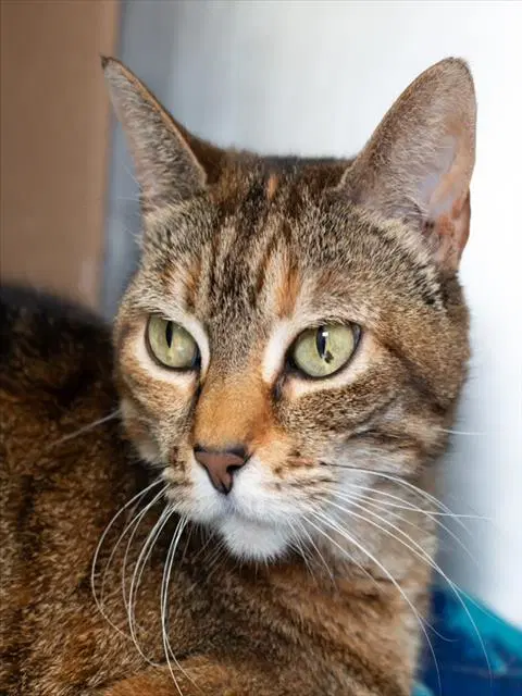 Tyga - Domestic Short Hair