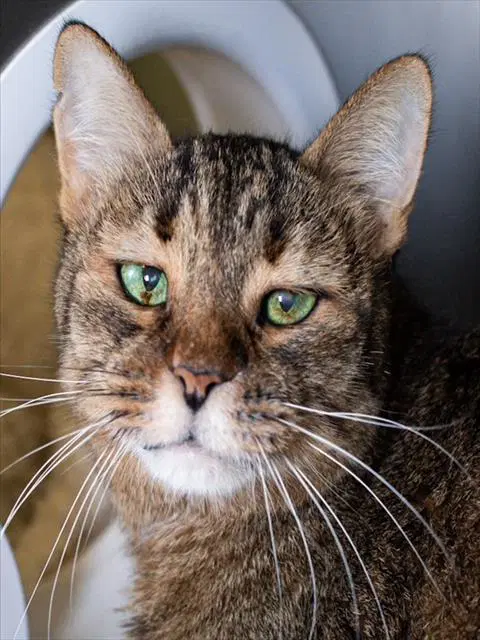 Emmy - Domestic Short Hair