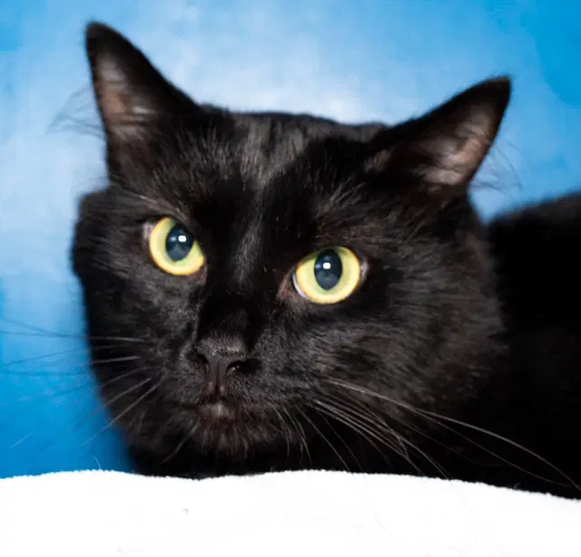 Nicholas - Domestic Medium Hair