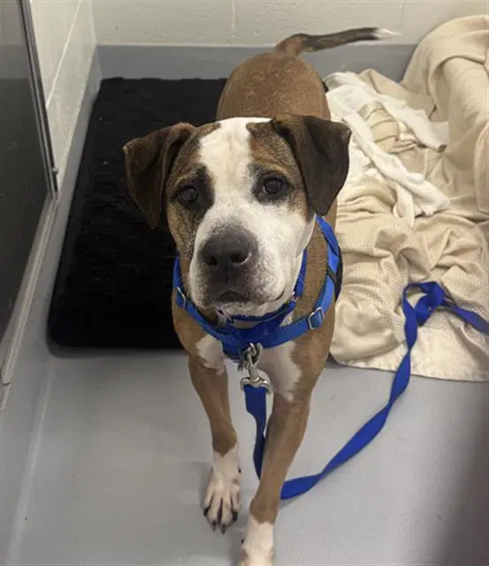 Willow - Pit Bull Terrier