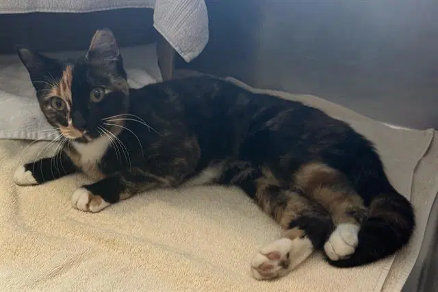 Alicent - Domestic Short Hair