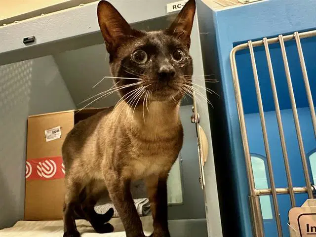 Simon - Siamese
