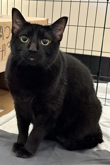 Lucky - Domestic Short Hair
