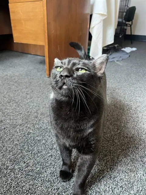 Lucky - Domestic Short Hair