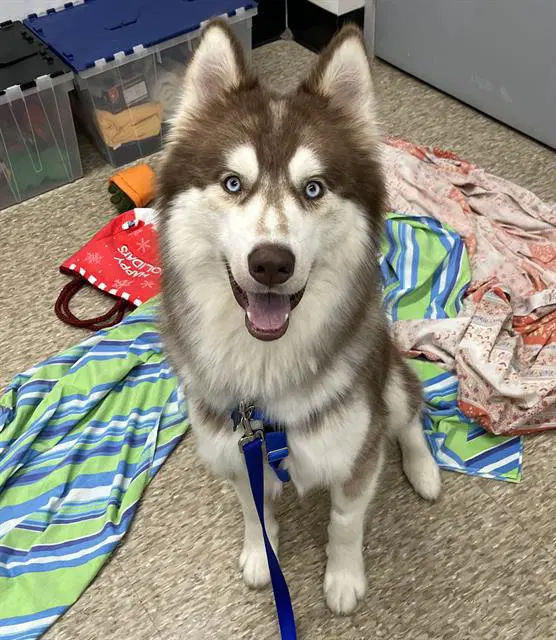 Wolfe - Siberian Husky