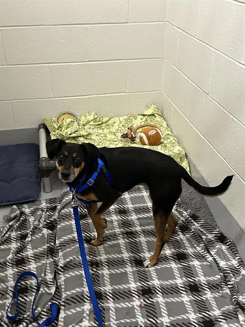 Bristol - Pit Bull Terrier