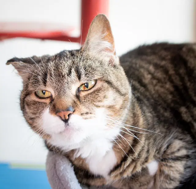 Munchkin - Domestic Short Hair