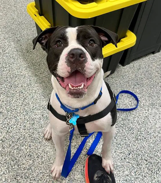 Rooney - American Bulldog