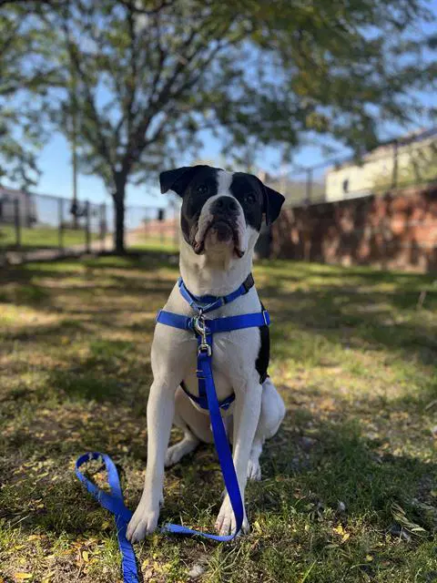 Rooney - American Bulldog