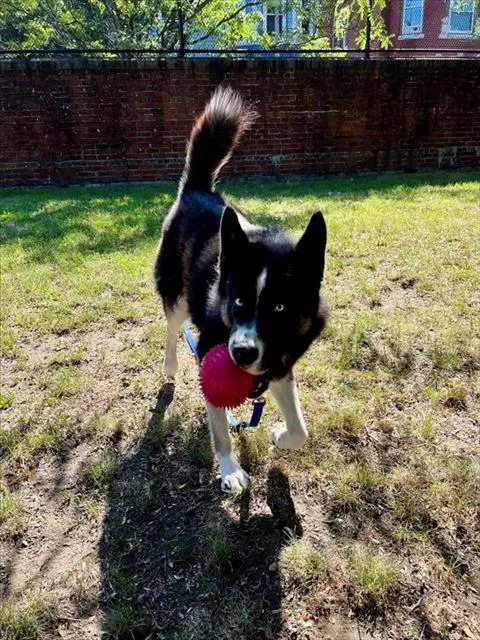 Tien - Alaskan Malamute