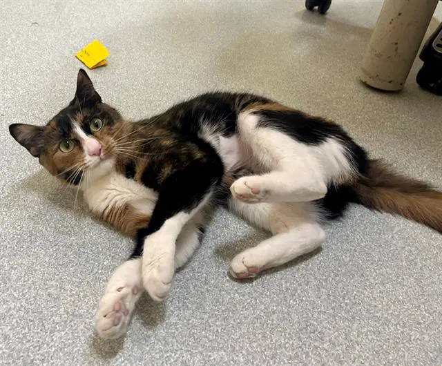 Pepa - Domestic Short Hair