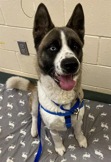Toga - Akita
