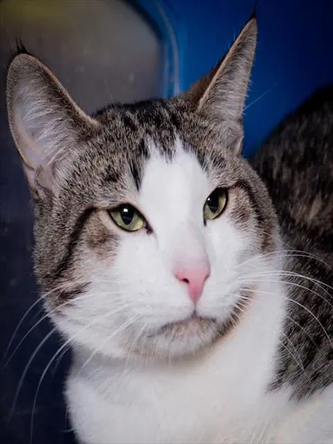 Lemon Zest - Domestic Short Hair